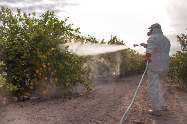 Best Flea Control Services  in Grayson, CA