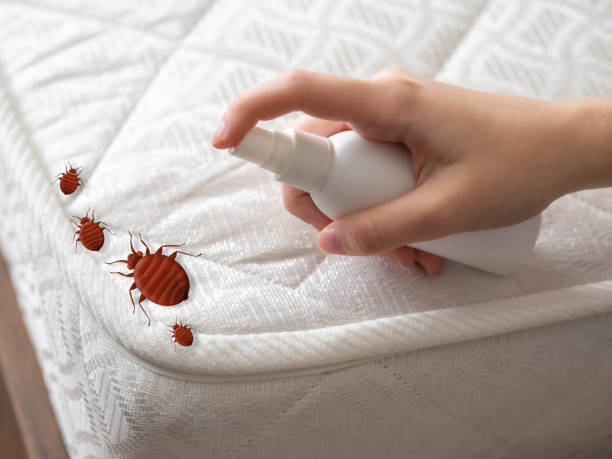 Best Flea Control Services  in Grayson, CA